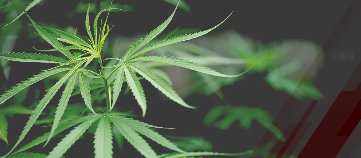 Top Cannabis Drug Companies on the Rise in 2024